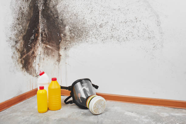 Best Post-Flood Mold Remediation in Emory, TX