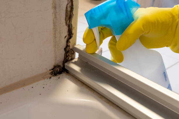 Best Mold Remediation for Specific Building Types in Emory, TX