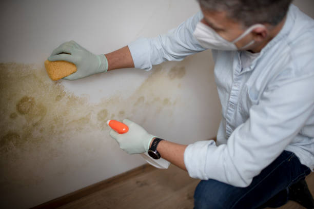 Best Emergency Mold Remediation in Emory, TX