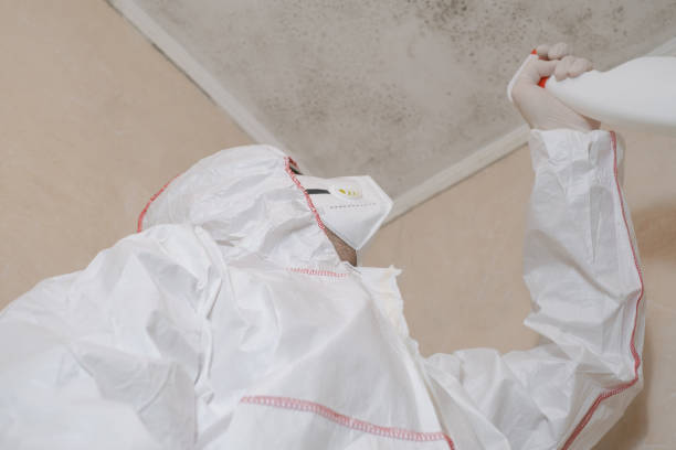Best White Mold Remediation in Emory, TX