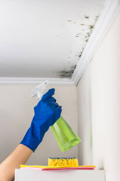 Best Localized Mold Remediation (e.g., coastal areas, humid climates) in Emory, TX