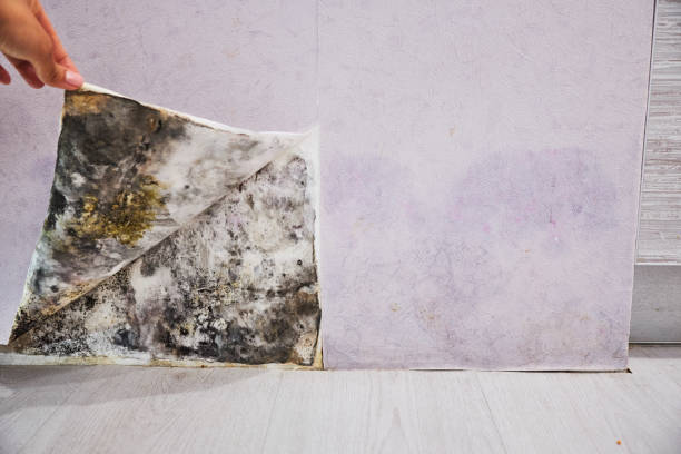 Best Industrial Mold Remediation in Emory, TX